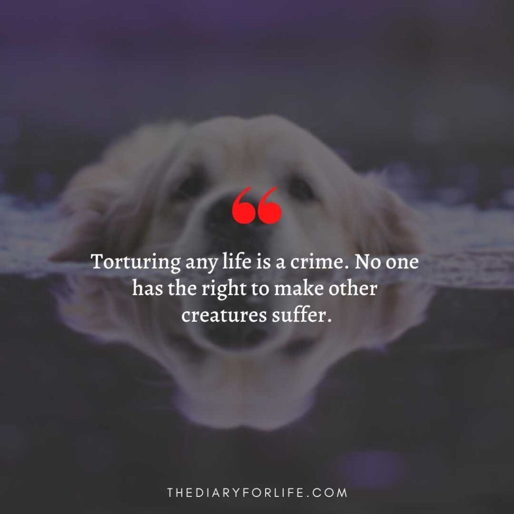 animal abuse quotes