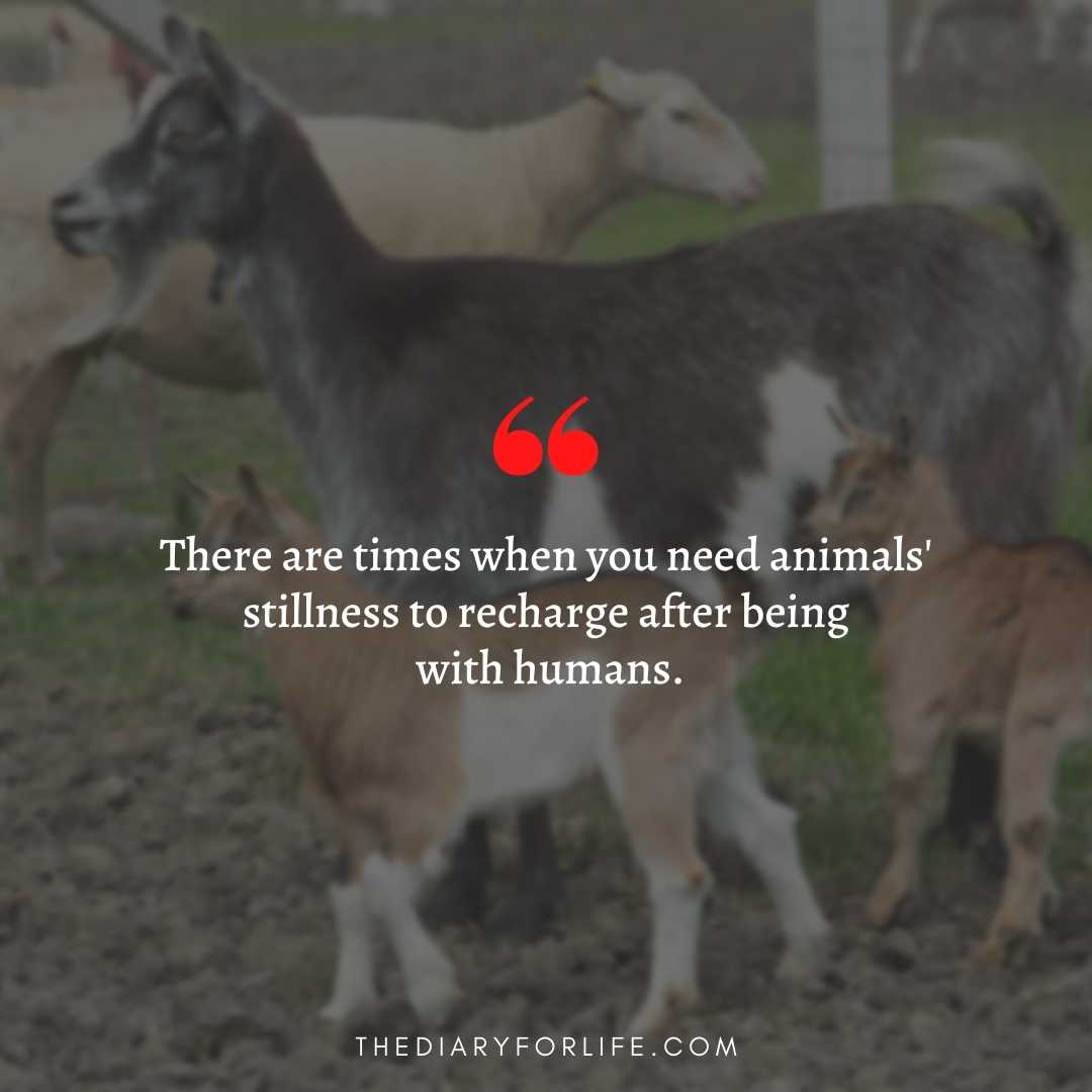 45+ Quotes About Animal Abuse To Stop Animal Cruelty